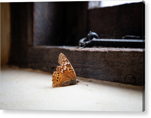 Mariposa moribunda - Impresión acrílica