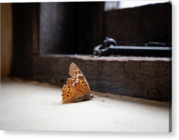 Dying Butterfly - Acrylic Print