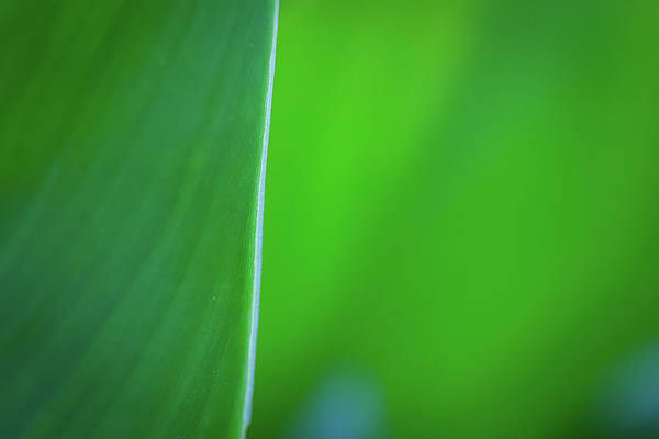 Ephemeral Beauty - Art Print