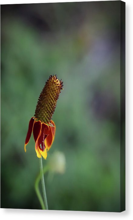 Fire Flower - Canvas Print