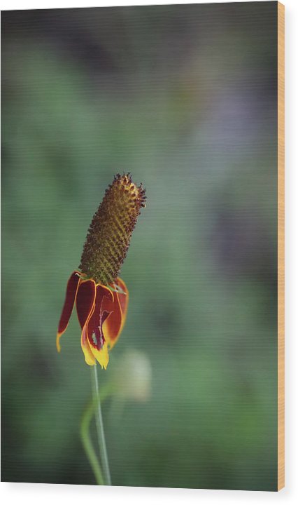 Fire Flower - Wood Print