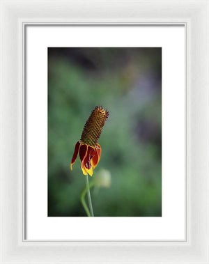 Fire Flower - Framed Print