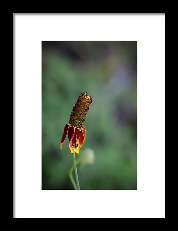 Fire Flower - Framed Print
