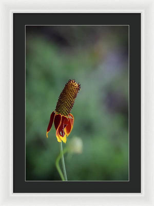 Fire Flower - Framed Print