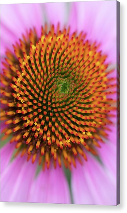 In the center of the flower - Acrylic Print