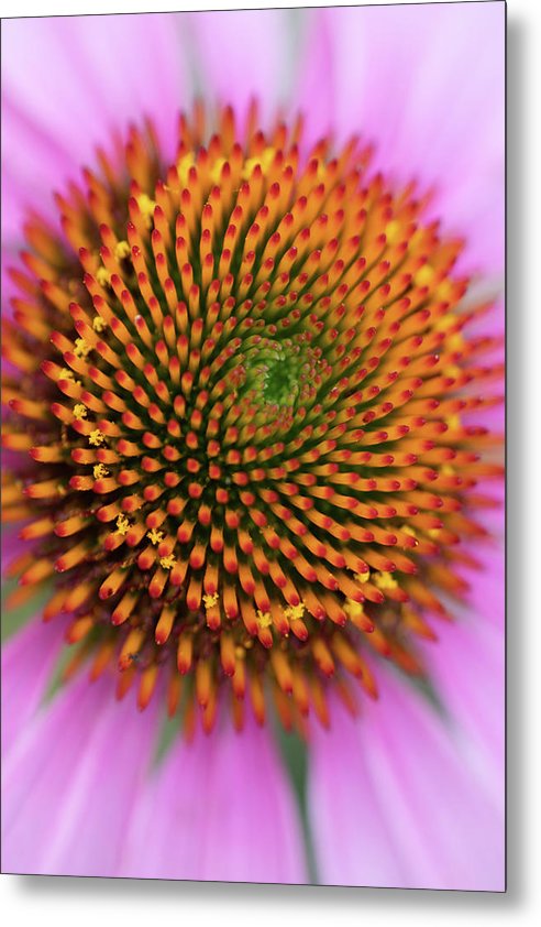 In the center of the flower - Metal Print