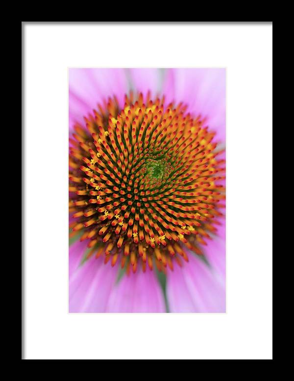 In the center of the flower - Framed Print