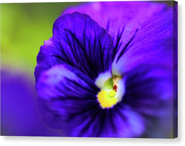 Lilac Watercolor - Canvas Print