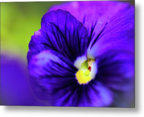 Lilac Watercolor - Metal Print