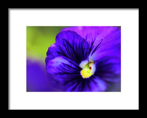 Lilac Watercolor - Framed Print