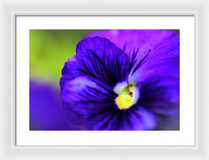 Lilac Watercolor - Framed Print