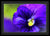 Acuarela lila - Impresión enmarcada