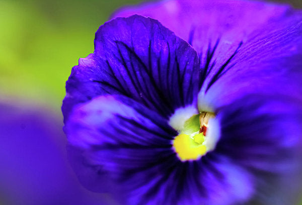 Lilac Watercolor - Art Print