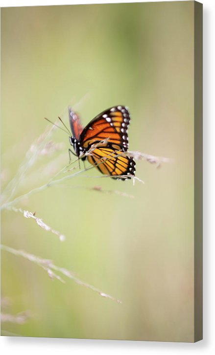 Monarch Butterfly - Canvas Print