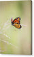 Mariposa monarca - Lienzo