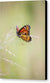 Mariposa monarca - Lienzo