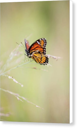 Monarch Butterfly - Canvas Print