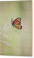 Mariposa monarca - Cuadro en madera