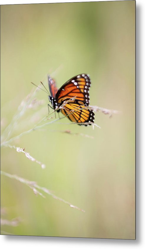Mariposa monarca - Lámina metálica