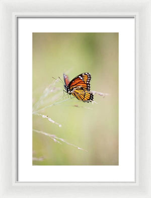 Monarch Butterfly - Framed Print