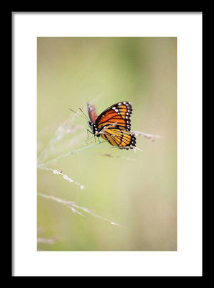 Mariposa monarca - Lámina enmarcada