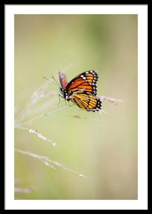 Mariposa monarca - Lámina enmarcada
