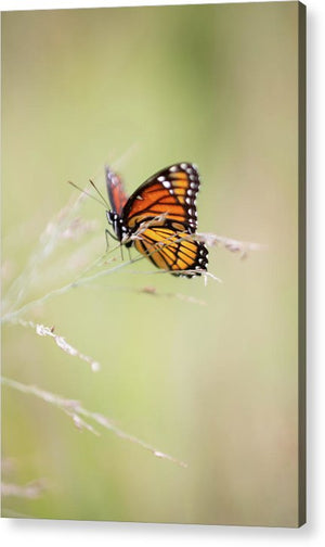 Mariposa monarca - Impresión acrílica
