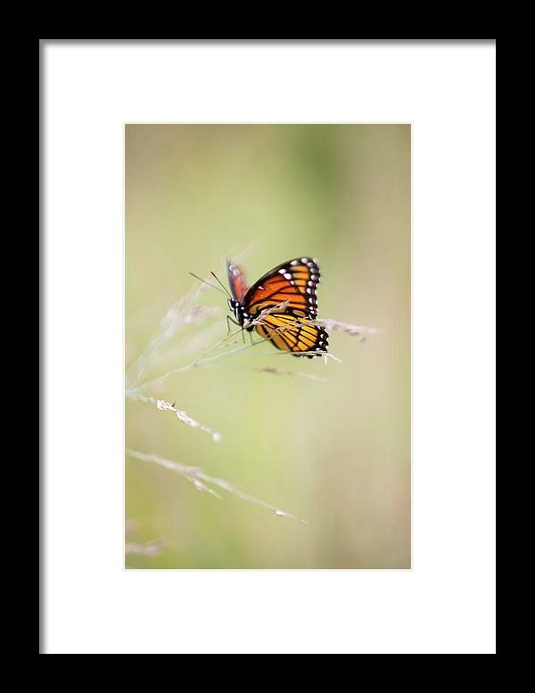 Monarch Butterfly - Framed Print