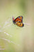 Mariposa monarca - Lámina artística