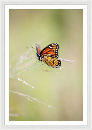 Monarch Butterfly - Framed Print