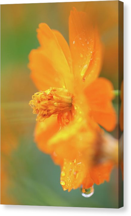 Flor naranja bajo la lluvia - Lienzo