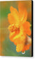 Orange bloom in the rain - Canvas Print