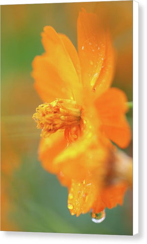 Flor naranja bajo la lluvia - Lienzo