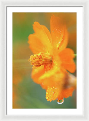 Flor naranja bajo la lluvia - Lámina enmarcada