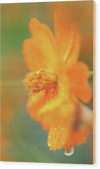 Orange bloom in the rain - Wood Print