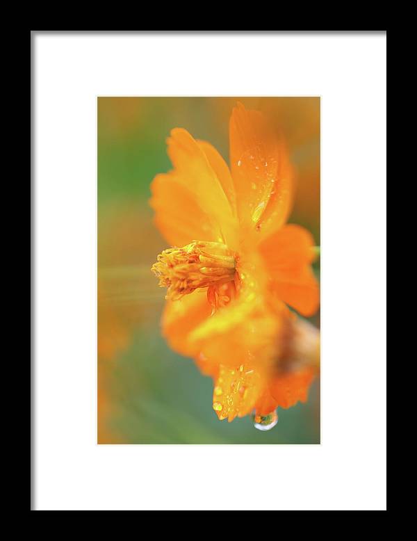 Orange bloom in the rain - Framed Print