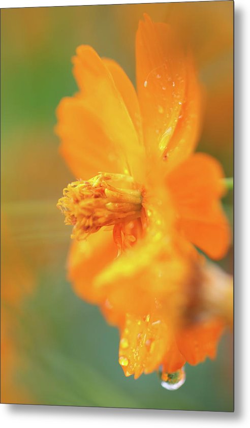 Flor naranja bajo la lluvia - Lámina metálica