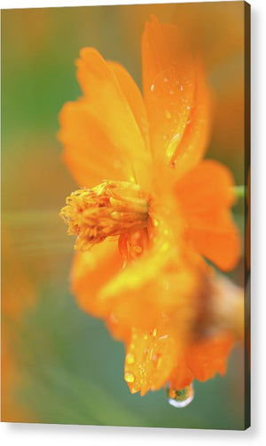 Orange bloom in the rain - Acrylic Print