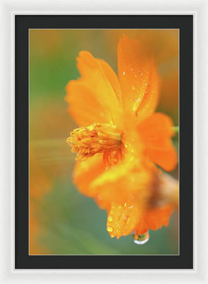 Flor naranja bajo la lluvia - Lámina enmarcada