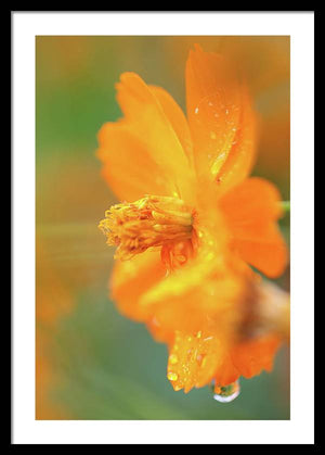 Orange bloom in the rain - Framed Print