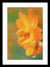Orange bloom in the rain - Framed Print