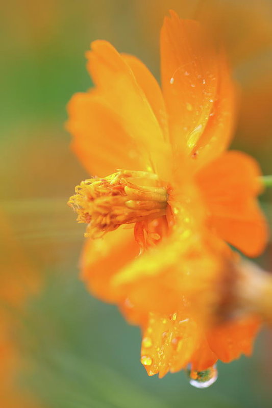 Flor naranja bajo la lluvia - Lámina artística