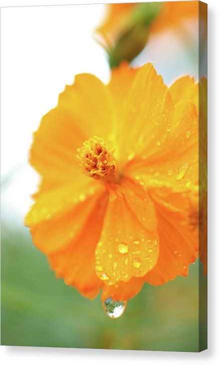 Orange bloom with water droplets  - Canvas Print
