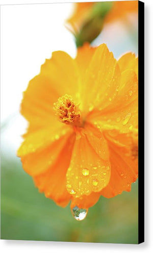 Flor naranja con gotas de agua - Lienzo