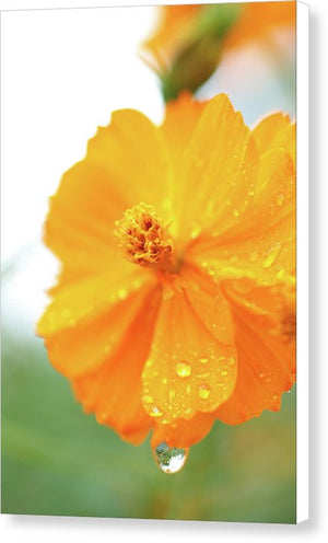 Orange bloom with water droplets  - Canvas Print