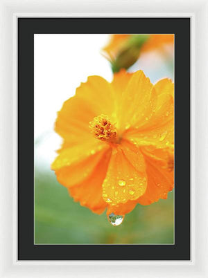 Orange bloom with water droplets  - Framed Print