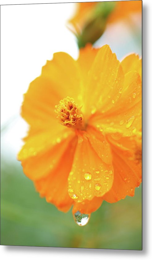 Flor naranja con gotas de agua - Lámina metálica