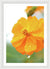 Flor naranja con gotas de agua - Lámina enmarcada