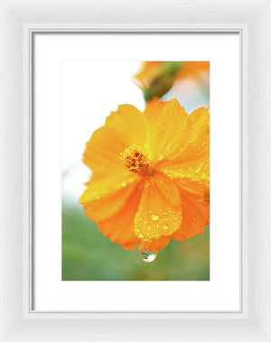 Orange bloom with water droplets  - Framed Print