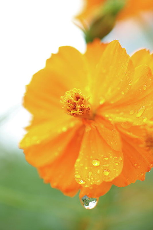 Flor naranja con gotas de agua - Lámina artística